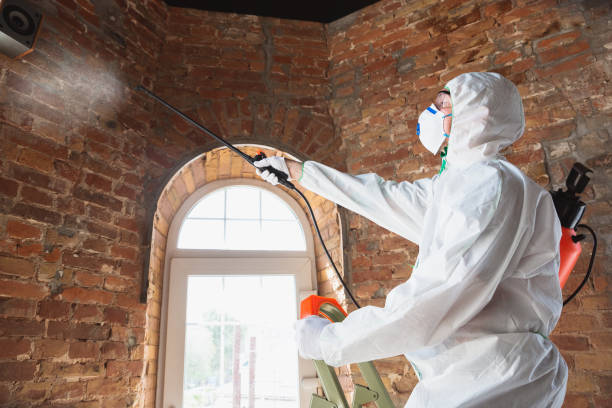 Best Biohazard Mold Removal in USA